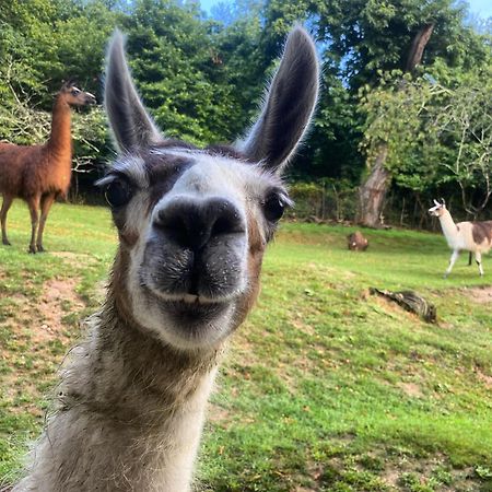 Saint-Cyr-Les-Champagnes The Llama Farm France מראה חיצוני תמונה