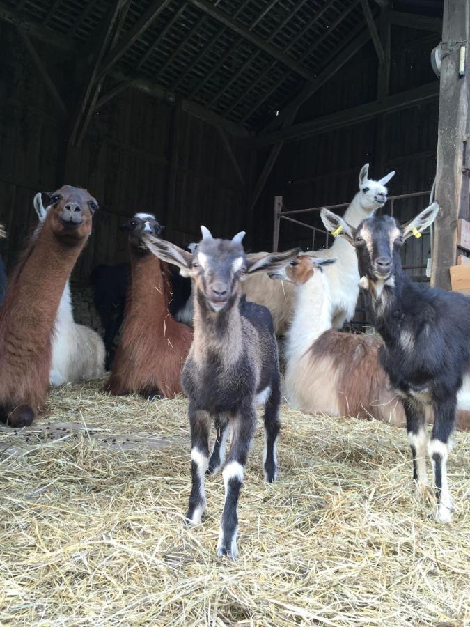 Saint-Cyr-Les-Champagnes The Llama Farm France מראה חיצוני תמונה