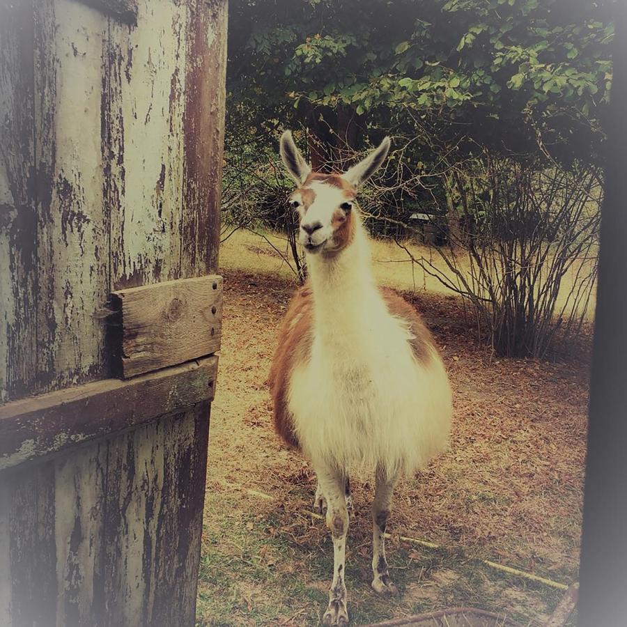 Saint-Cyr-Les-Champagnes The Llama Farm France מראה חיצוני תמונה