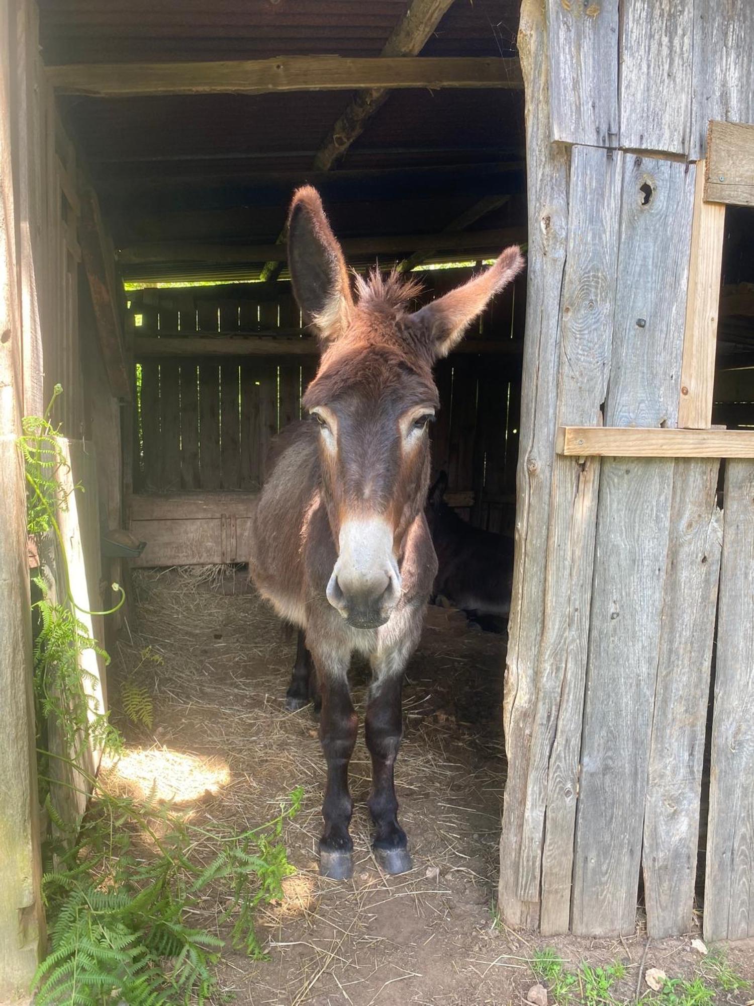 Saint-Cyr-Les-Champagnes The Llama Farm France מראה חיצוני תמונה