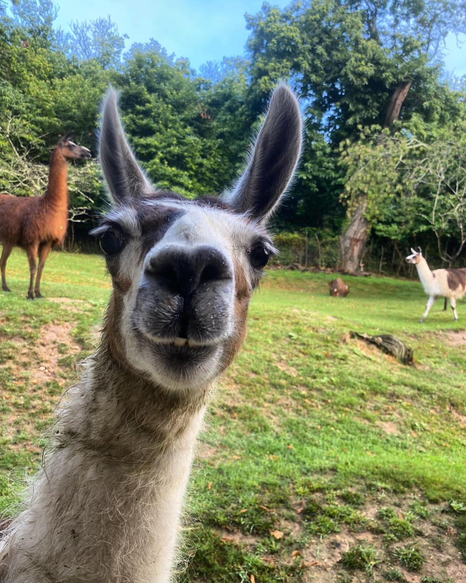 Saint-Cyr-Les-Champagnes The Llama Farm France מראה חיצוני תמונה