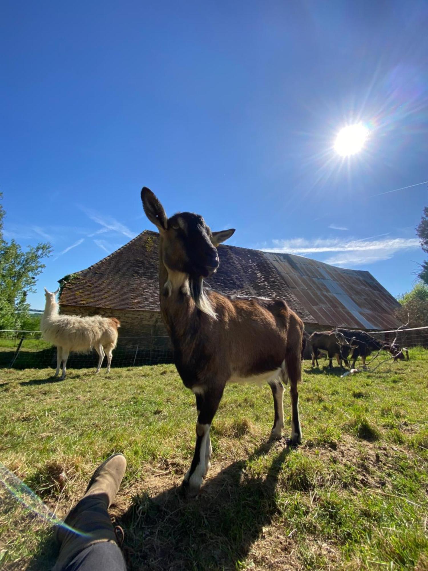 Saint-Cyr-Les-Champagnes The Llama Farm France מראה חיצוני תמונה