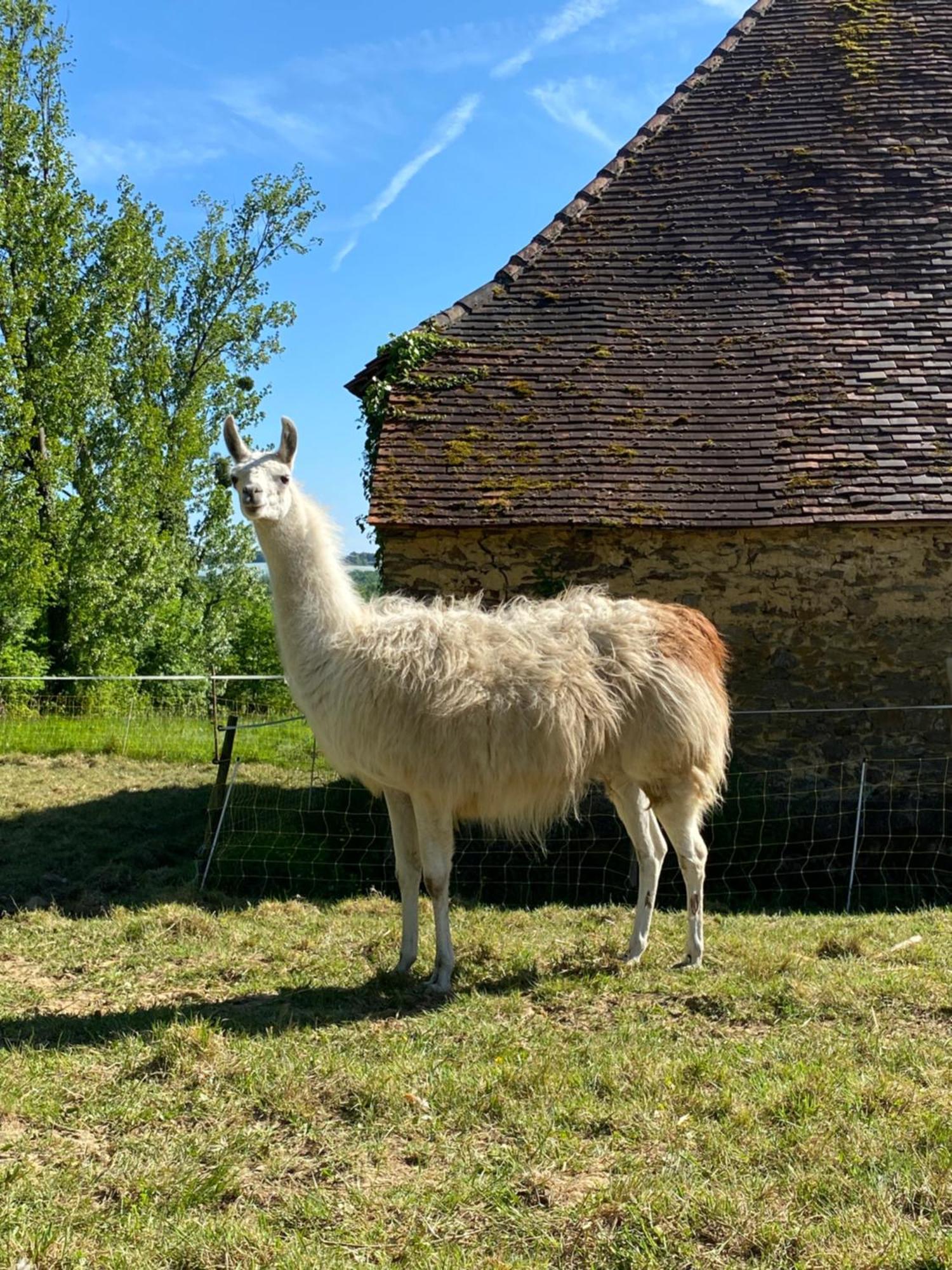 Saint-Cyr-Les-Champagnes The Llama Farm France מראה חיצוני תמונה