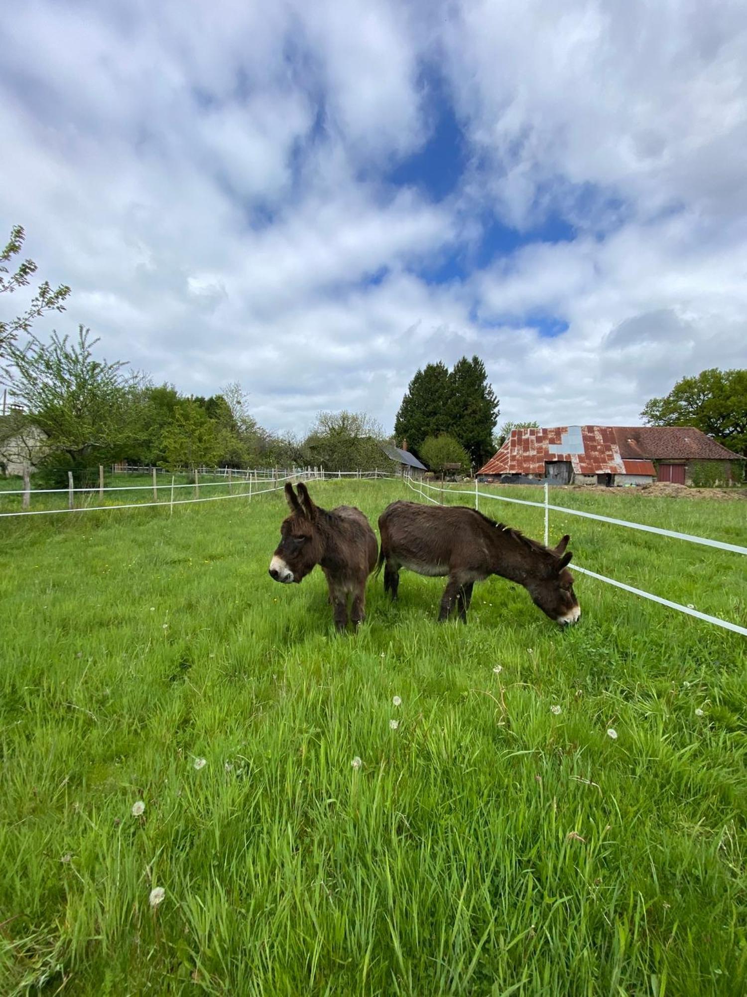 Saint-Cyr-Les-Champagnes The Llama Farm France מראה חיצוני תמונה