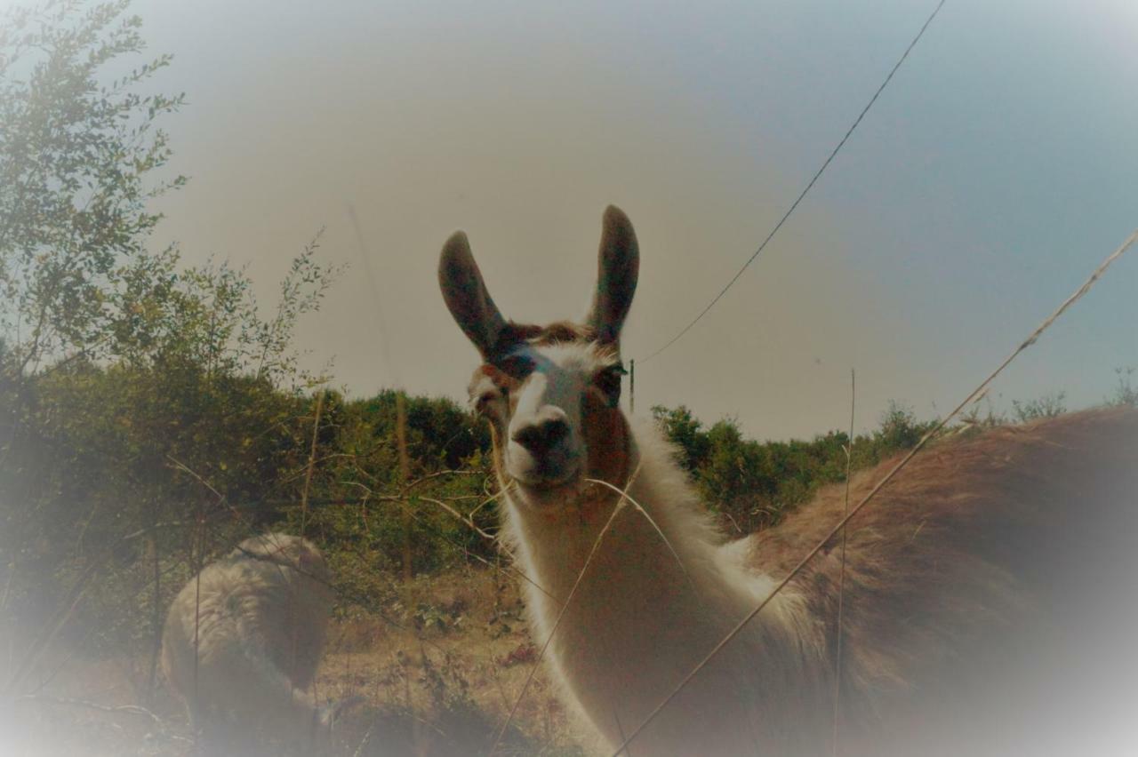 Saint-Cyr-Les-Champagnes The Llama Farm France מראה חיצוני תמונה