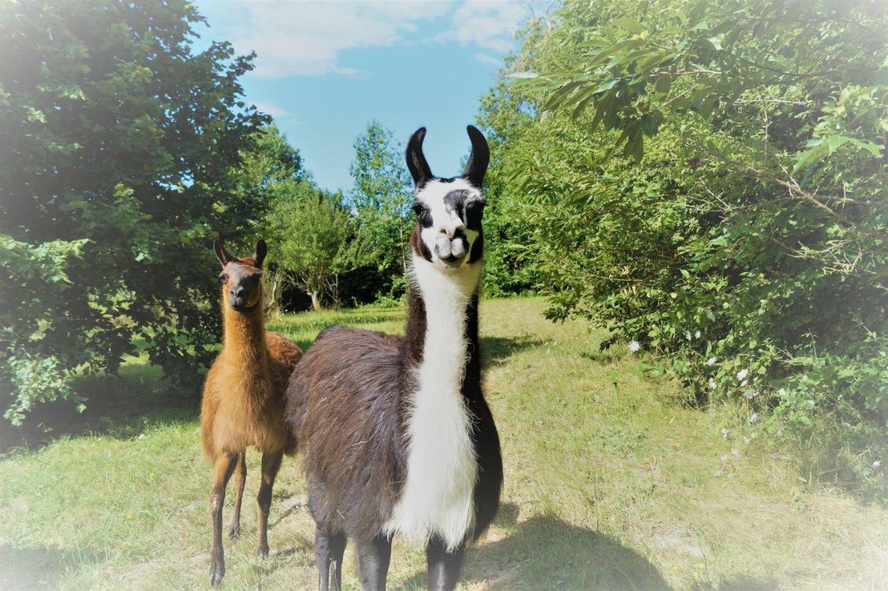 Saint-Cyr-Les-Champagnes The Llama Farm France מראה חיצוני תמונה