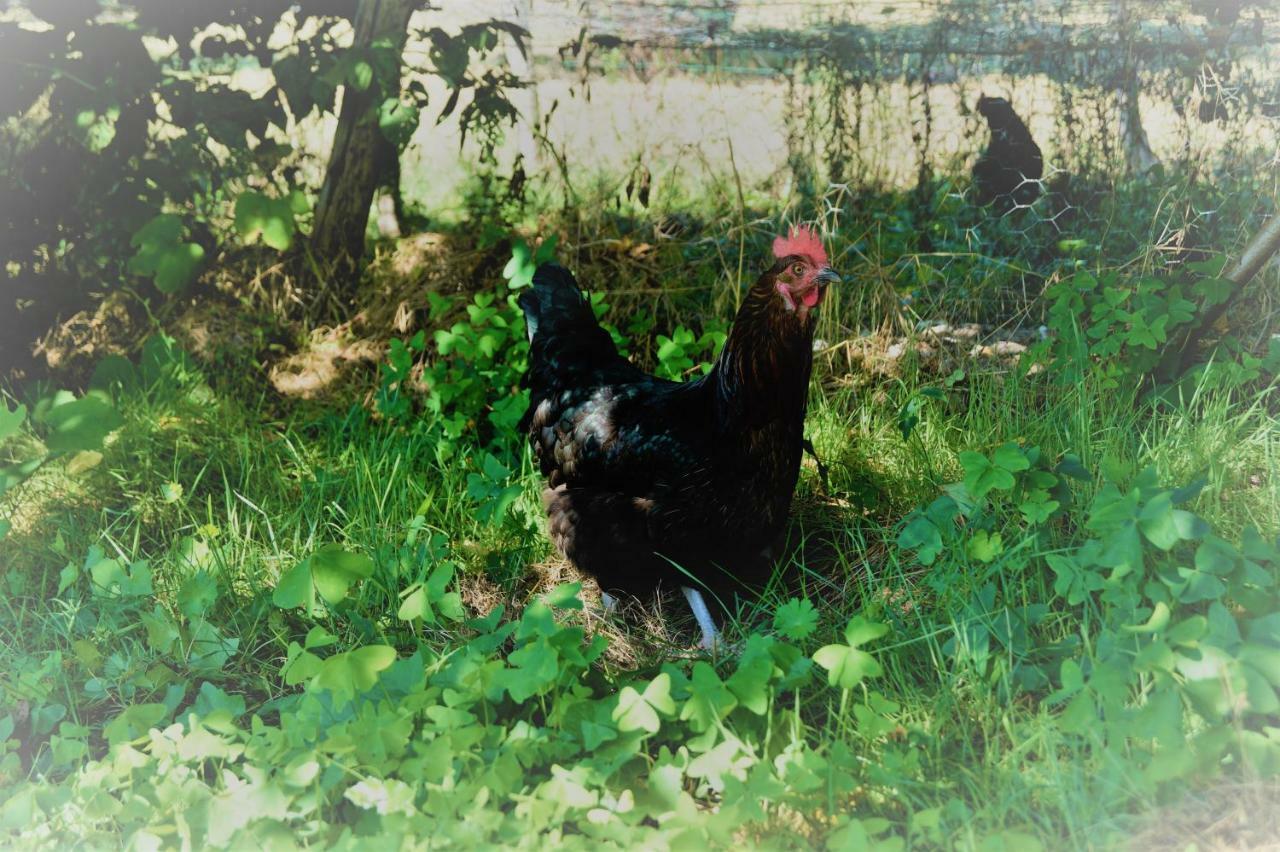 Saint-Cyr-Les-Champagnes The Llama Farm France מראה חיצוני תמונה