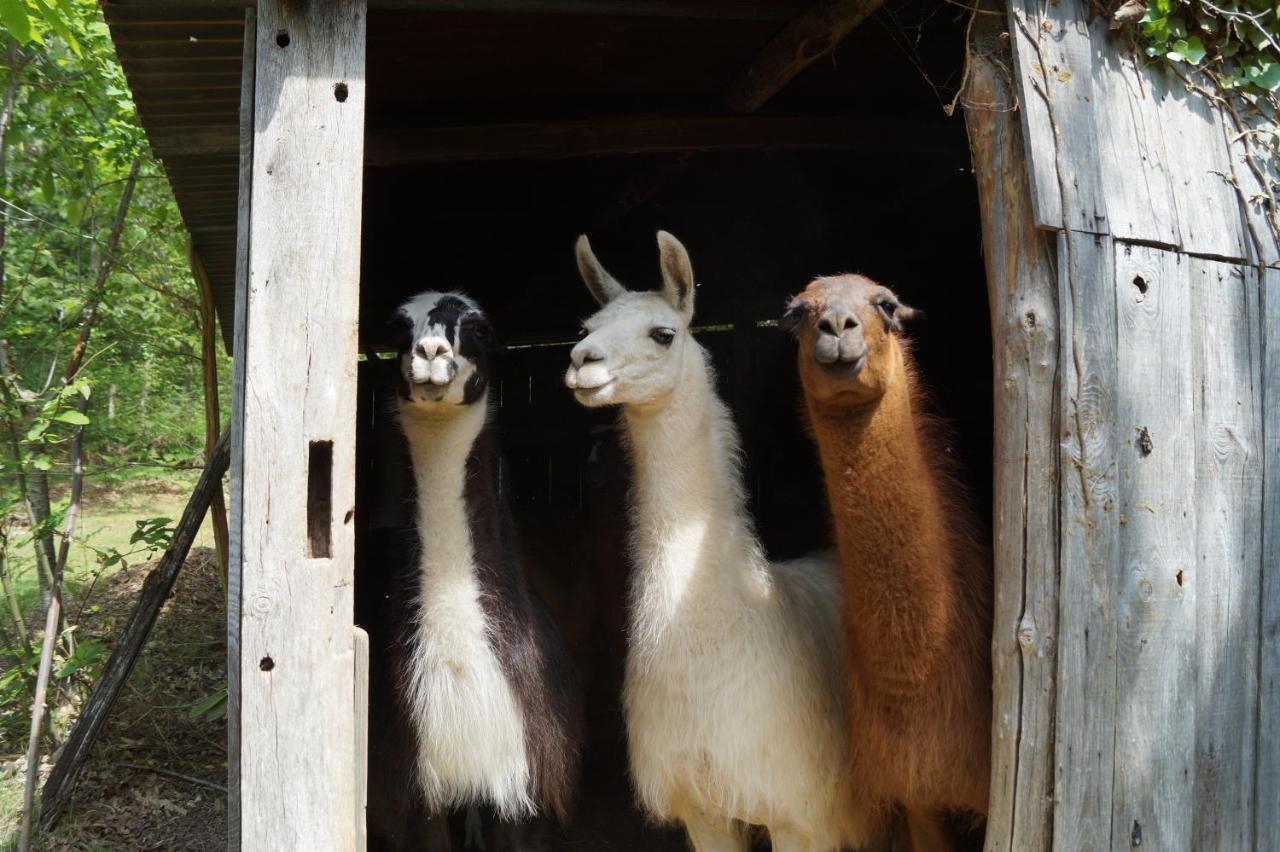 Saint-Cyr-Les-Champagnes The Llama Farm France מראה חיצוני תמונה